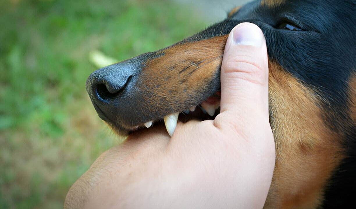 when can you sue in dog bite and personal injury claims?