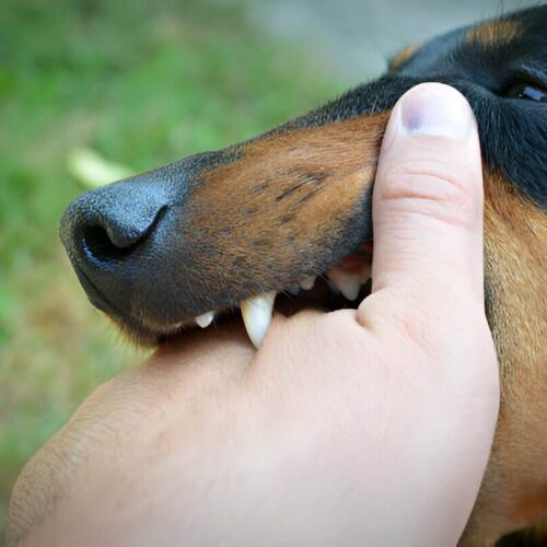 when can you sue in dog bite and personal injury claims?