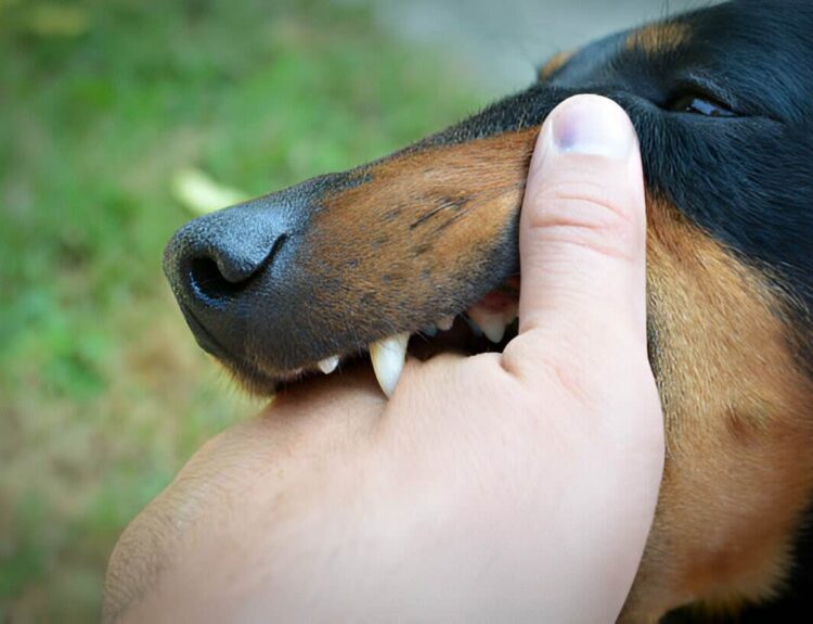 when can you sue in dog bite and personal injury claims?