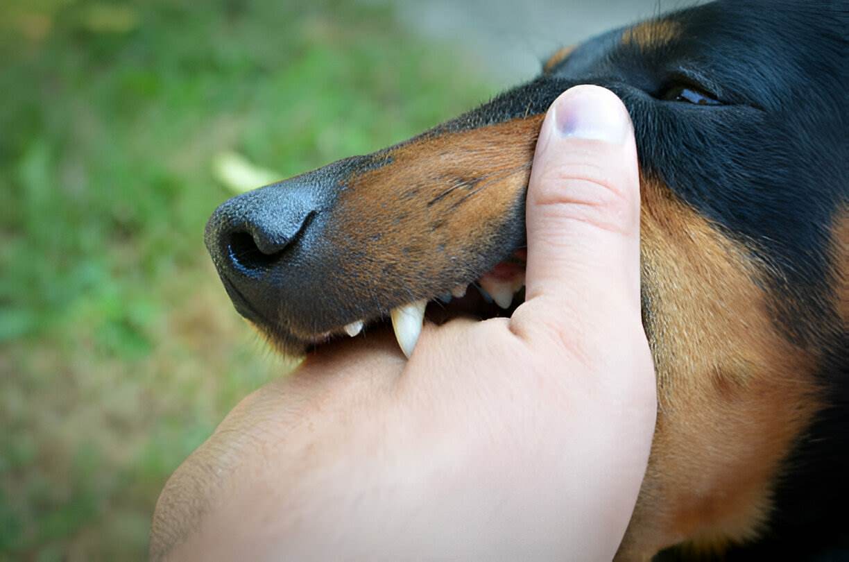 when can you sue in dog bite and personal injury claims?